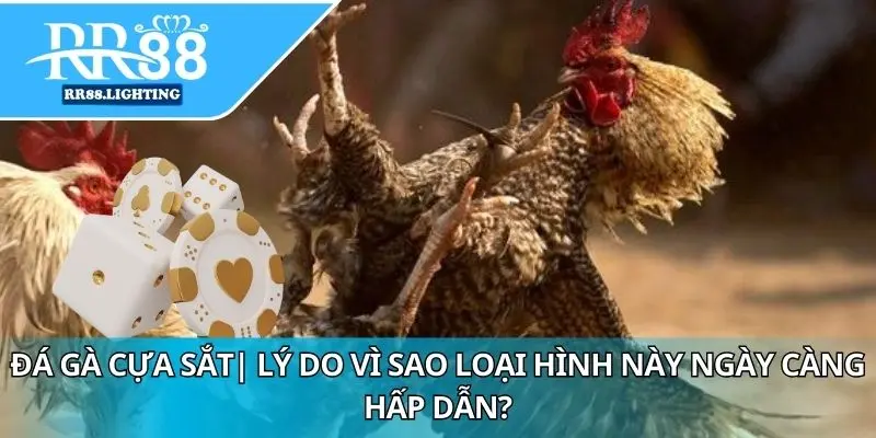 Đá Gà Cựa Sắt RR88 – Sảnh Chơi Đá Gà Trực Tuyến Đỉnh Cao