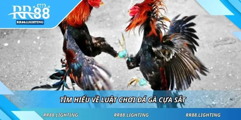 Đá Gà Đen Thomo – Trải Nghiệm Thú Vị Tại Nhà Cái Uy Tín 98Win